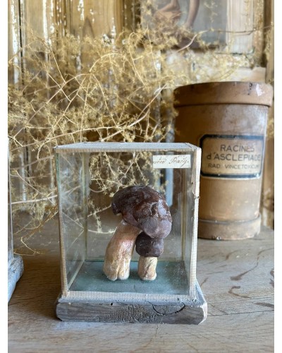 Champignon cabinet de curiosité n°1