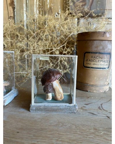 Champignon cabinet de curiosité n°1
