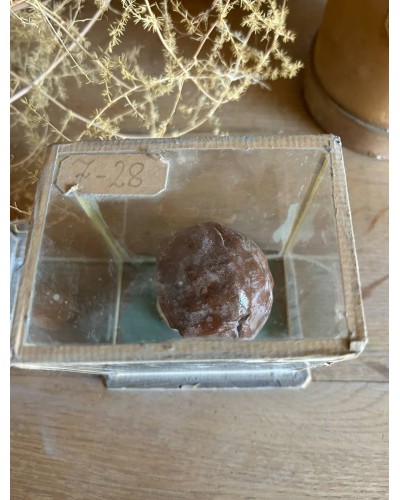 Champignon cabinet de curiosité n°1