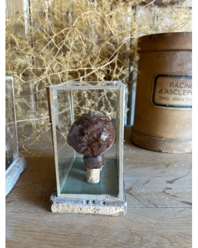 Champignon cabinet de curiosité n°1