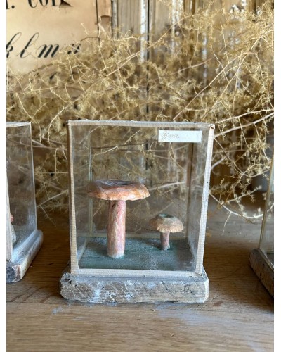 Champignon cabinet de curiosité n°2