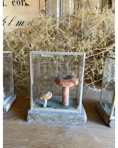 Champignon cabinet de curiosité n°2