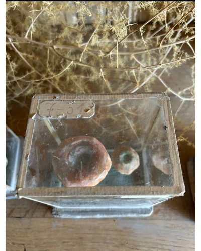 Champignon cabinet de curiosité n°2