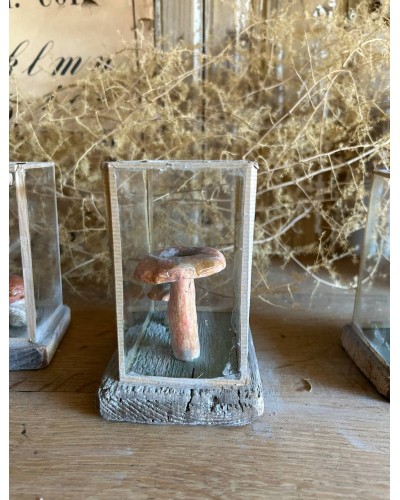 Champignon cabinet de curiosité n°2