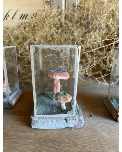 Champignon cabinet de curiosité n°2