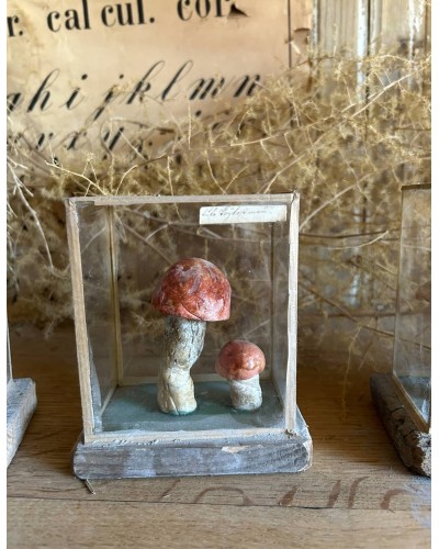 Champignon cabinet de curiosité n°3