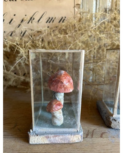 Champignon cabinet de curiosité n°3