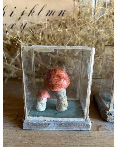 Champignon cabinet de curiosité n°3