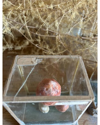 Champignon cabinet de curiosité n°3