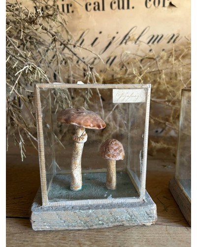 Champignon cabinet de curiosité n°4