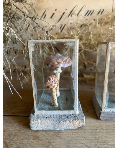 Champignon cabinet de curiosité n°4