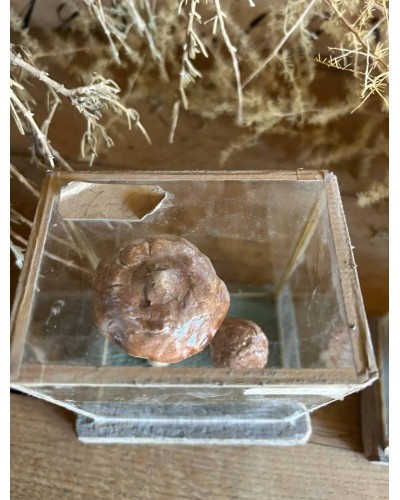 Champignon cabinet de curiosité n°4