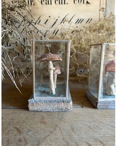 Champignon cabinet de curiosité n°4