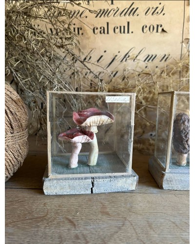 Champignon Cabinet de curiosité n°5