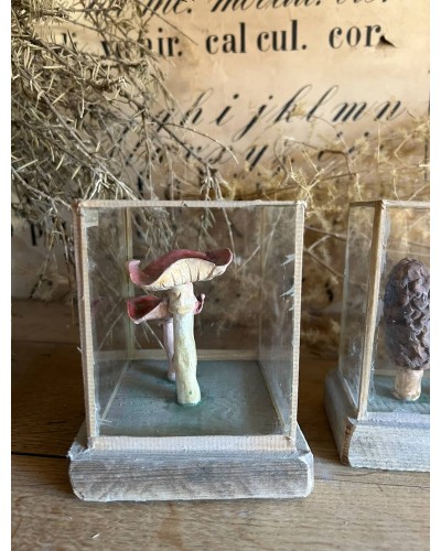 Champignon Cabinet de curiosité n°5