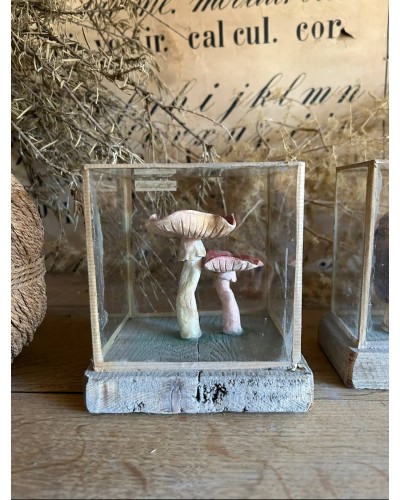 Champignon Cabinet de curiosité n°5