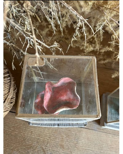 Champignon Cabinet de curiosité n°5