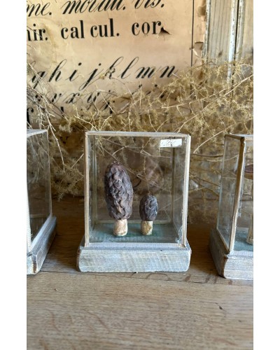 Champignon cabinet de curiosité n°6