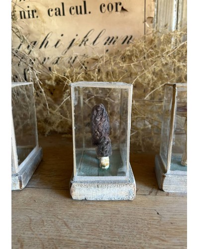 Champignon cabinet de curiosité n°6