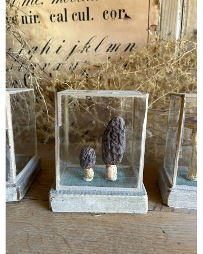 Champignon cabinet de curiosité n°6