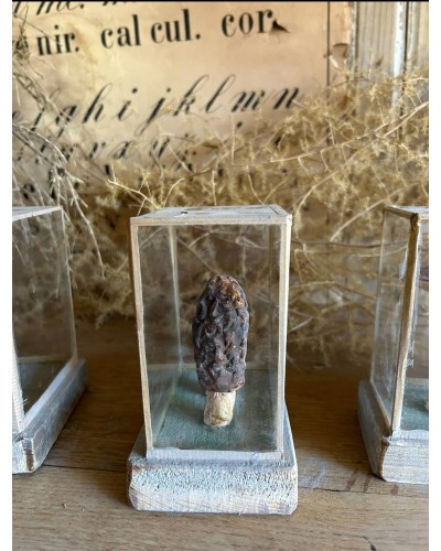 Champignon cabinet de curiosité n°6