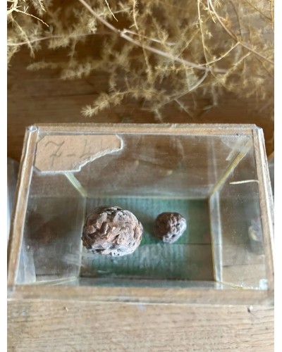 Champignon cabinet de curiosité n°6