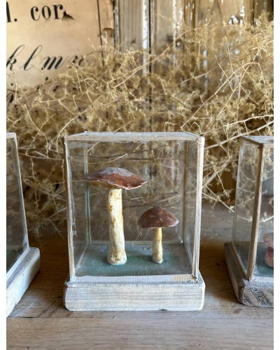 Champignon Cabinet de curiosité n°7