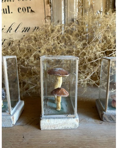 Champignon Cabinet de curiosité n°7