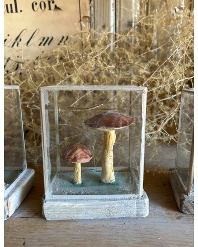 Champignon Cabinet de curiosité n°7