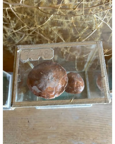 Champignon Cabinet de curiosité n°7