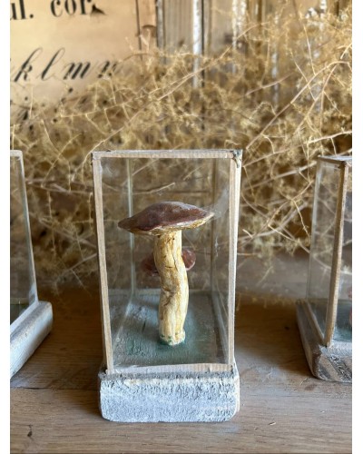 Champignon Cabinet de curiosité n°7
