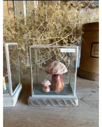 Champignon Cabinet de curiosité n°8