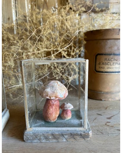 Champignon Cabinet de curiosité n°8