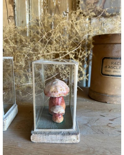 Champignon Cabinet de curiosité n°8