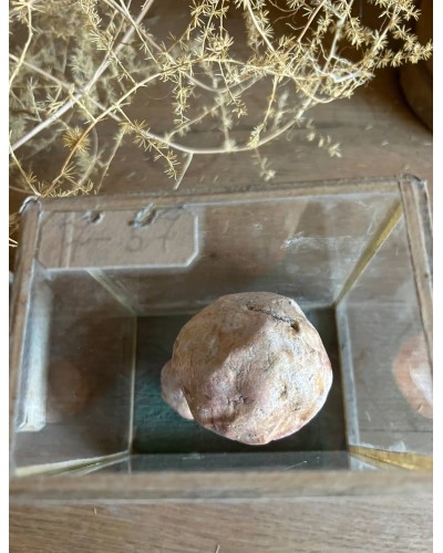 Champignon Cabinet de curiosité n°8